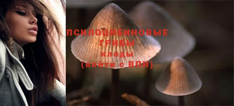 Галлюциногенные грибы MAGIC MUSHROOMS  купить наркотики цена  Воронеж 