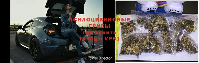 Галлюциногенные грибы Psilocybe Воронеж